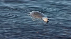 Seal swimming in sea (Isles of Scilly)