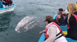 Man plants KISS on gigantic grey whale in incredible encounter