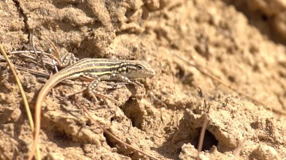 Photographer has enthusiastic reaction upon spotting lizard in Spain