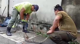 Python rescued and released after getting stuck in manhole cover in Thailand
