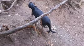 This dog made fetch happen! Labrador uses hill to roll and retrieve ball on its own