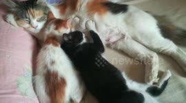 Maria Took Nap While Breastfeeding With Mario