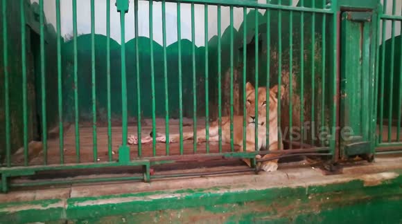 Boy Knocking On Glass To Check Lizard Movements In Paleontology Museum