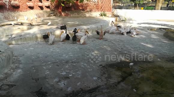 Relaxed Backed Pelican Free Time Afternoon
