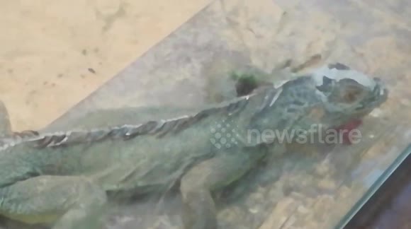 Isolated Female Lion After Lunch Party In Zoo