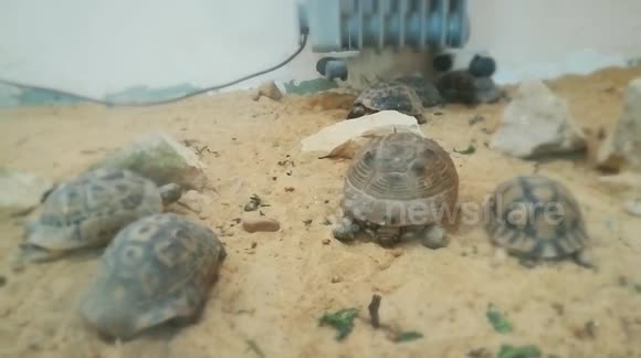 Gathered Family Of Turtles Inside Paleontology Museum