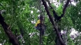 Delivery man climbs up tree to avoid being fined by police in southern China