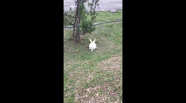 Funny malaysian white bunny enjoys running outside