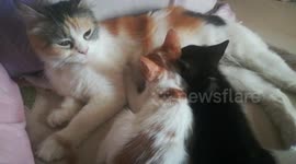 Mummy Angeila Giving Her Kittens Special Breastfeeding