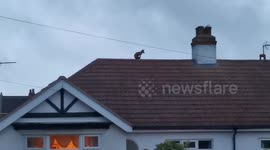 Daredevil fox walking along a roof in Cleethorpes