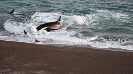 Baby seal barely escapes jaws of killer whale attacking in beach strike