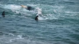 Sea lion pup escapes jaws of death by hopping onto Argentine beach out of reach of orca pod