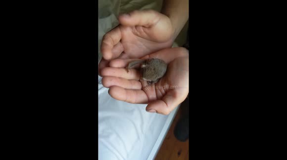 Feathertail Glider taking care of baby Joey born in rescuers hands