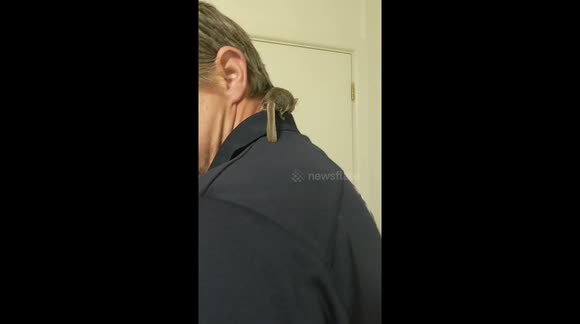 Rescued Feathertail Glider just before giving birth in rescuers hands.