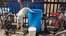 Thirsty goat ducks its head inside a water storage container to quench its thirst in western India.