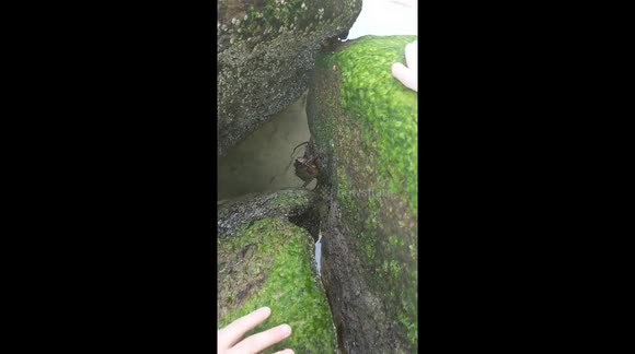 The 'Octopus Teacher' inspires kids to interact with waving octopus.