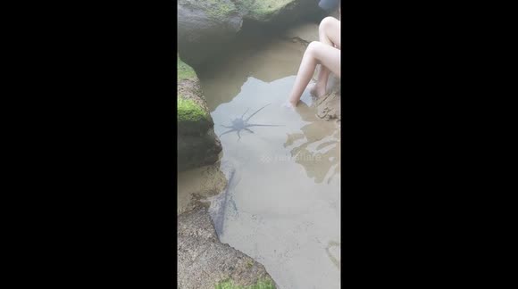 Octopus interacts with kids at Caves Beach Australia