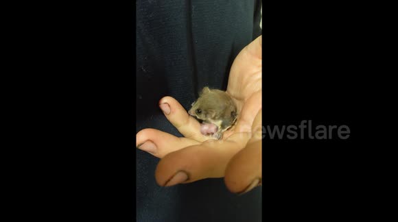 Amazing! Feathertail glider gives birth in rescue person's hand