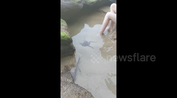 Newsflare Edit - Octopus interacts with kids at Caves Beach Australia