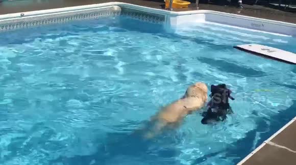 Rescue dog finds 'love of her life' in neighbourhood pooch