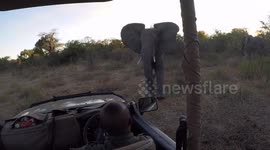 Safari goers charged by elephant bull in Tanzania