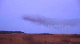 Starling Murmuration At The Famous RSPB Minsmere
