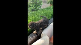 Puppy Jumping Into The Hedge