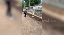 Greedy python gets stuck in fence after eating goose then regurgitating it
