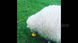 New Zealand: Fluffy Sheep Enjoys Feasting On An Orange