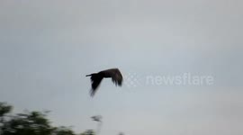 Crowds are flocking to see this rare bird over the Lincolnshire fens in the UK
