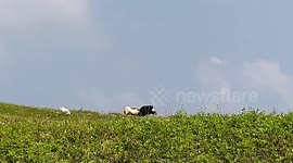 Two goat fighting against each other near a cliff
