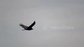 Crowds are flocking to see this rare bird over the Lincolnshire fens in the UK