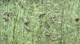 Frenetic flock of “feathered locust” birds eating grass seeds