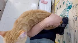 Cling cat tries to sleep on owner's arm