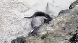Sea otter family plays on sand in the Philippines