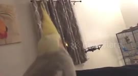 Cockatiel bird unimpressed with drone flying round room