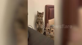 Kitten in Taiwan looks like a real-life fortune cat