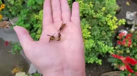 Hornets Eat Honey From Man's Hand In Canada
