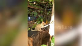 Kitten Gets Paws Stuck In Hammock