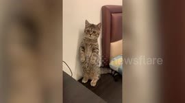 Kitten in Taiwan looks like a real-life fortune cat