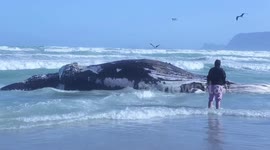 Dead whale washes up on a beach in Cape Town, South Africa