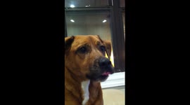 Bogey's Pavlovian Response