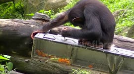 Smart chimp skillfully maneuvers treats through a maze with a stick
