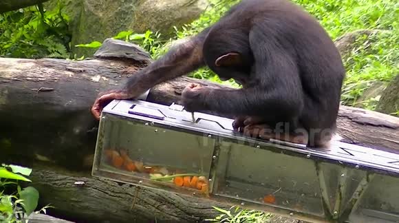 Smart chimp skillfully maneuvers treats through a maze with a stick