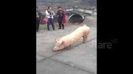 Pig kneels to pray in front of temple in China