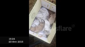 Sauvetage de 3 bébés chiens abandonnés