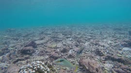 le LAGON à La Réunion