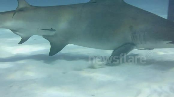 Hammerhead shark steals large baitfish from diver - Buy, Sell or Upload
