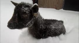 Tiny goat bounces through deep snow