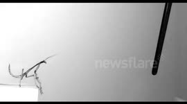 A praying mantis jump. (1000 frames per second)